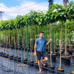 Katalpa bignóniovitá (Catalpa bignonioides) ´NANA´ - výška 240-250 cm, obvod kmeňa 8/10 cm, kont. C15L